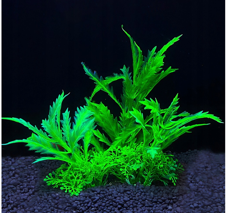 Łatwość w pielęgnacji i przygotowaniu do akwarium