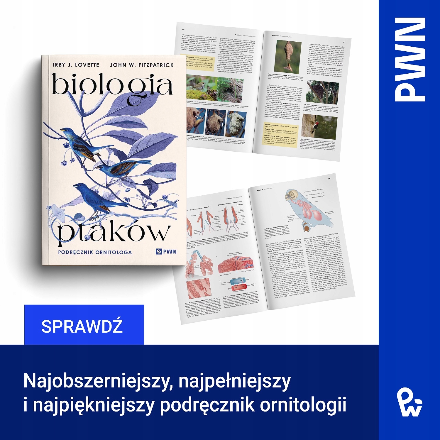 Bogactwo ilustracji – Wizualne przedstawienie ptaków