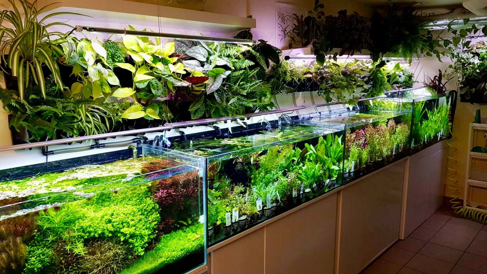 Naturalny żwirek barwiony na czarno – Doskonałe warunki dla roślin