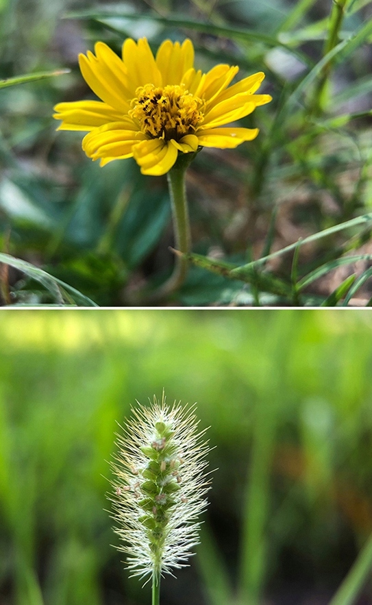 obiektyw-soczewka-super-makro-100mm-hd-do-telefonu-hb100mm-super-macro-lens_o6933_5.jpg