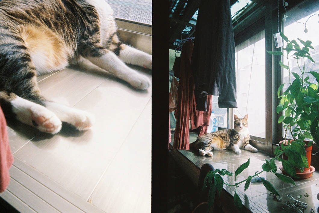 kodak-ektar-h35-aparat-analogowy-35mm-half-frame-pol-klatki-zielony_o7168_13.jpg