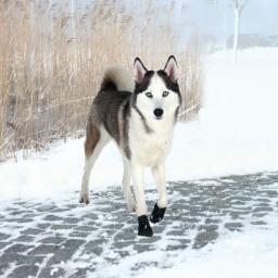 Trixie BUTY OCHRONNE Walker Active XL 2 szt.