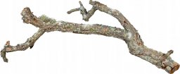 Terra Natura Gałąź dębu korkowego, 60 cm, XL