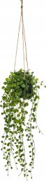 Atmosphera Sztuczna roślina wisząca Peperomia, Ø 18 x 62 cm