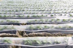 JetWorld GARDEN COVERING 17 G 1.6X250 M WHITE
