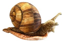 Dubi Ślimak 35cm