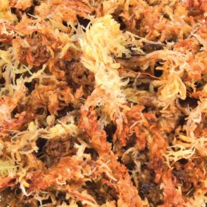 Trixie Podłoże Mech Torfowiec (Sphagnum) 100g 3