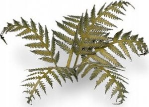 Gamers Grass : Laser Plants - Bracken - Paproć 2