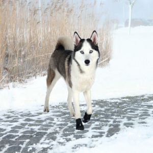 Trixie BUTY OCHRONNE Walker Active, M, 2szt 2