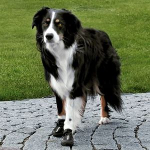 Trixie BUTY OCHRONNE Walker Active, L, 2 szt. 3