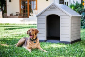 Curver Buda dla psa Dog House szary, 95 x 99 x 99 cm 4