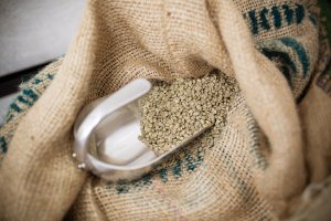 Kawa ziarnista Blue Drop Icatu / Daterra 2 kg 6
