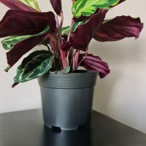 Gardlov Doniczka produkcyjna - zestaw 500szt 9