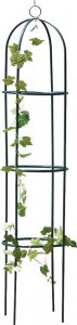 Severno Pergola ogrodowa na kwiaty, róże kolumnowa "Persian Yellow" 7