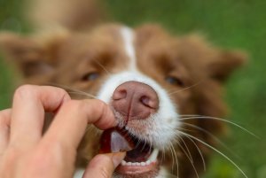 Contipro Geloren Small Dog 180g - Mieszanka uzupełniająca, żelki dla małych psów na stawy 60 szt. 11