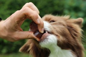 Contipro Geloren Small Dog 180g - Mieszanka uzupełniająca, żelki dla małych psów na stawy 60 szt. 3