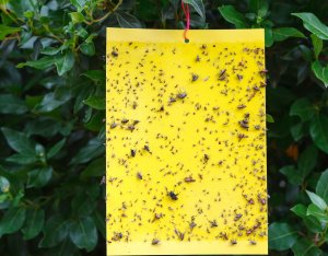 NO PEST Lep XXL do Doniczek Szklarni Sadów 24x17cm (10 szt) Pułapki Lepowe Lepy na Mszyce Ziemiórki Muszki Mrówki i Inne Szkodniki Roślin 7