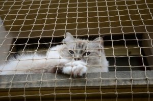 Linarem SiatkiSieci ZESTAW SIATKA NA BALKON DLA KOTA 2x3 BEZ WIERCENIA MARKA BEZPIECZNE KOTY 2