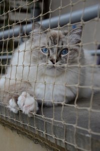 Linarem SiatkiSieci ZESTAW SIATKA NA BALKON DLA KOTA 2x3 BEZ WIERCENIA MARKA BEZPIECZNE KOTY 3