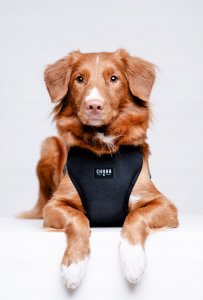 Chaba CHABA SZELKI GUARD COMFORT XL             2,5cm/64-76cm CZARNE 6