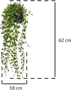 Atmosphera Sztuczna roślina wisząca Peperomia, Ø 18 x 62 cm 3