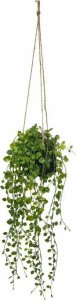 Atmosphera Sztuczna roślina wisząca Peperomia, Ø 18 x 62 cm 4