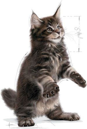 Royal Canin Kitten Food Maine Coon 36 Dry Mix 10kg 2