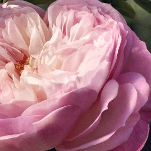 Chloe Rose Naturelle EDP 150 ml 5