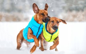DOGGY S 35 KURTKA LUMI ODBLASKOWA JASNOZIELONA + NIEBIESKA 4