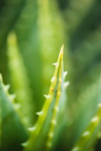 Biały Jeleń Żel do higieny intymnej BIAŁY JELEŃ Aloes zapas 2l 3