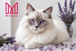 Żwirek dla kota Mersjo Żwirek silikonowy dla kota lawendowy Lawenda 8x3,8L 10