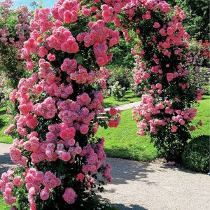Vilde Pergola ogrodowa, metalowa, 145x235cm, czarna 10
