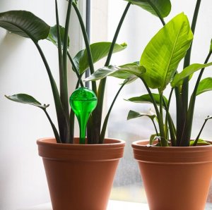 Browin Zestaw 4 kul nawadniających do kwiatów 400ml 7