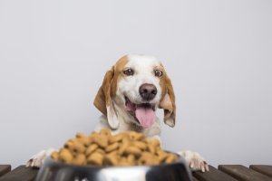 Pan Mięsko Karma sucha dla psa Cielęcina z jagnięciną (senior) chrupki M 9kg 7