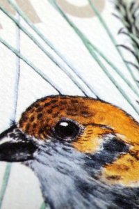 Field Notes Notes Birds and Trees of North America 3
