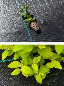 Linarem SiatkiSieci AGROTKANINA 160G 3,2x50m PREMIUM UV 3% AGROWŁÓKNINA CZARNA MATA + KOŁKI 2