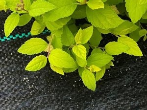 Linarem SiatkiSieci AGROTKANINA 160G 3,2x50m PREMIUM UV 3% AGROWŁÓKNINA CZARNA MATA + KOŁKI 3