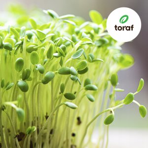 Toraf TORAF ZESTAW NASION SYMFONIA SMAKÓW - 12 OPAKOWAŃ 2