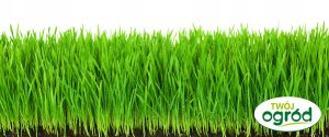 Twój Ogród Nasiona trawy Trawa Regenerujący Mix E+ 0.5 kg 7