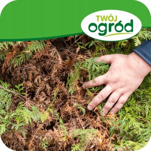 Twój Ogród Proplant 722 SL (propamokarb) Twój Ogród - środek grzybobójczy 5ml 5