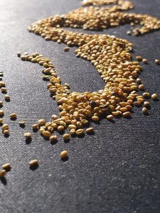 Seklos LT PNOS Nasiona warzyw | Papryka Jolanta | Opakowanie 0,5g 8