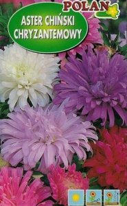 Seklos LT PLATINET NASIONA ASTER CHRYZANTEMOWY CALLISTEPHUS CHINENSIS SEEDS 1 G 2
