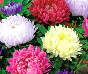 Seklos LT PLATINET NASIONA ASTER CHRYZANTEMOWY CALLISTEPHUS CHINENSIS SEEDS 1 G 3