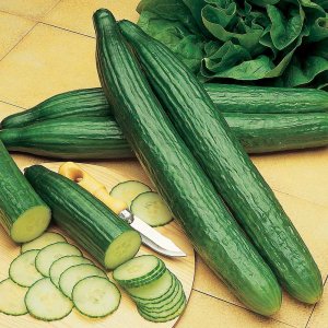 W1339 OGÓREK podłużny DELICIUS NASIONA OGÓRKA WARZYW SADZENIA SAŁATKOWA ODMIANA 14