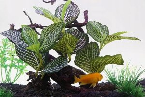 Terra Natura Aqua Natura,  roślina, do dekoracji akwarium, kompozycja na korzeniu, plastikowa, 12-31 cm , różne rodzaje roślin 3