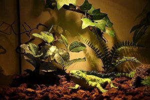 Terra Natura Aqua Natura,  roślina, do dekoracji akwarium, kompozycja na korzeniu, plastikowa, 12-31 cm , różne rodzaje roślin 6