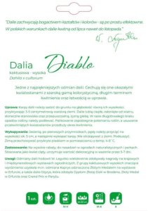 Legutko Dalia Diablo czerwona 1szt. 2