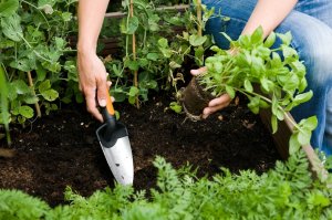 Fiskars Łopatka szeroka Premium 320mm (1000726) 2