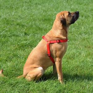 Dingo Szelki Easy Walk dla psów ciągnących 61-90cm czarne 3