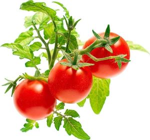 Click And Grow Click&Grow Kapsułki z nasionami Smart Soil Pomidorki koktajlowe 3pak 5